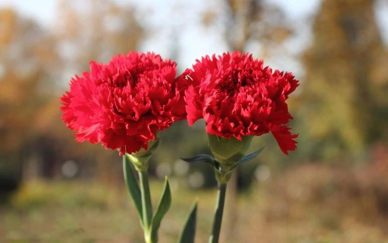 Hoa phăng là hoa gì, là loài pansy phương Tây