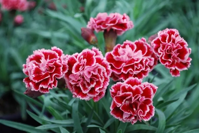 Bó hoa phăng đỏ rực rỡ tình yêu cháy bỏng
