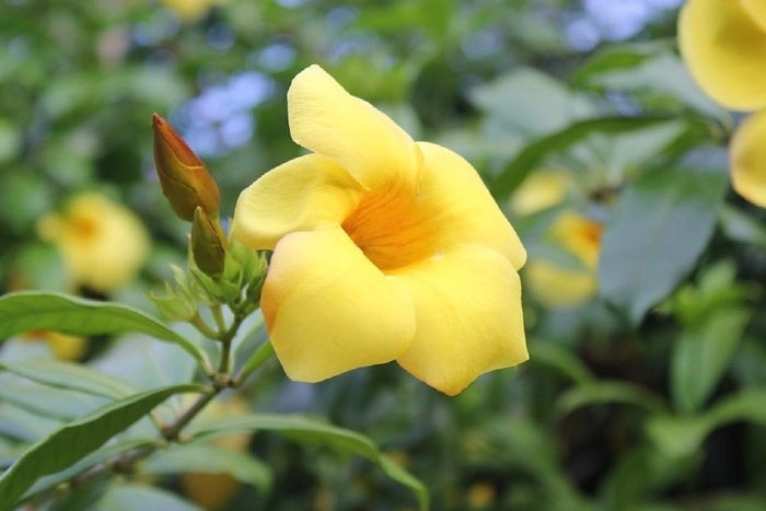 Bông hoa quỳnh anh rung rinh trong nắng chiều