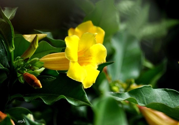 Hoa quỳnh anh có mấy màu, thường tím vàng hồng