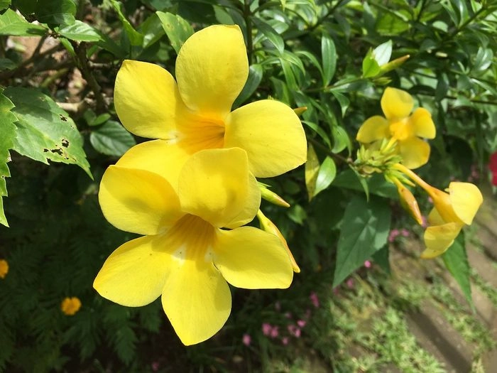 Ý nghĩa hoa quỳnh anh vàng là may mắn mới