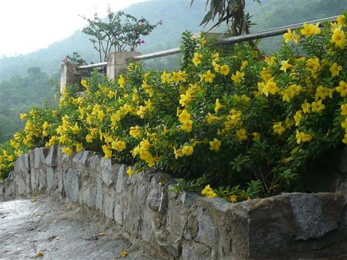 Dây hoa quỳnh anh tạo bóng mát sân nhà