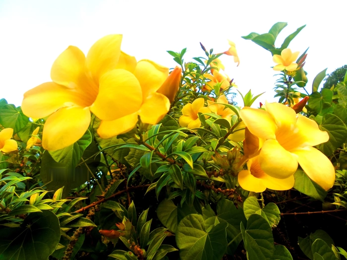 Hoa quỳnh anh đong đưa mỗi cơn gió về ngang