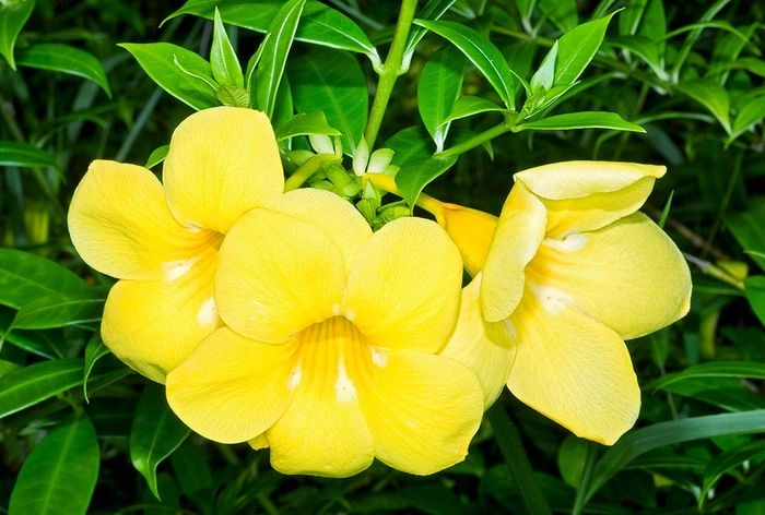 Chiêm ngưỡng vẻ đẹp dịu dàng say đắm của ảnh hoa quỳnh anh