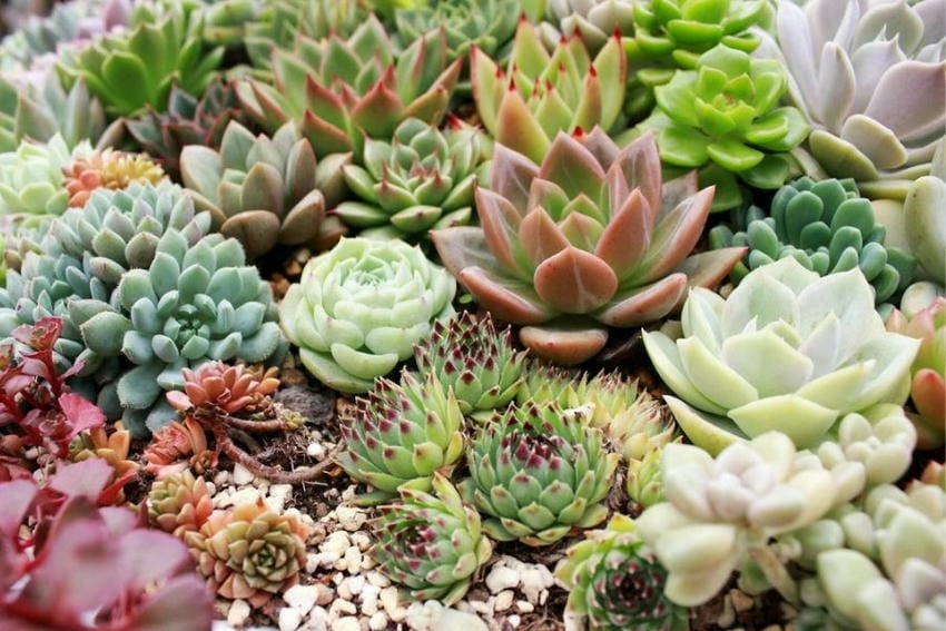 Cây hoa sen đá chịu hạn giỏi và dễ trồng