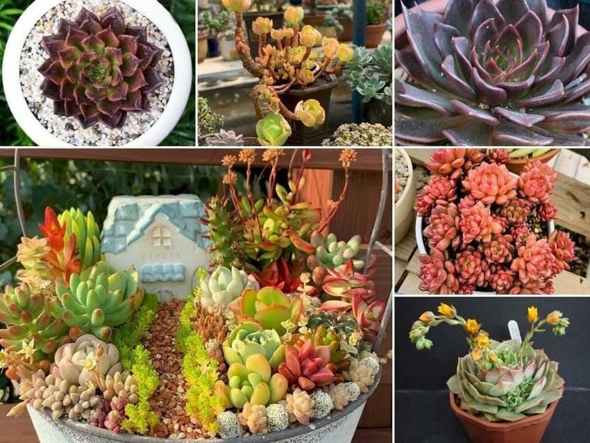 Chậu hoa sen đá nhỏ gọn đặt bàn rất xinh