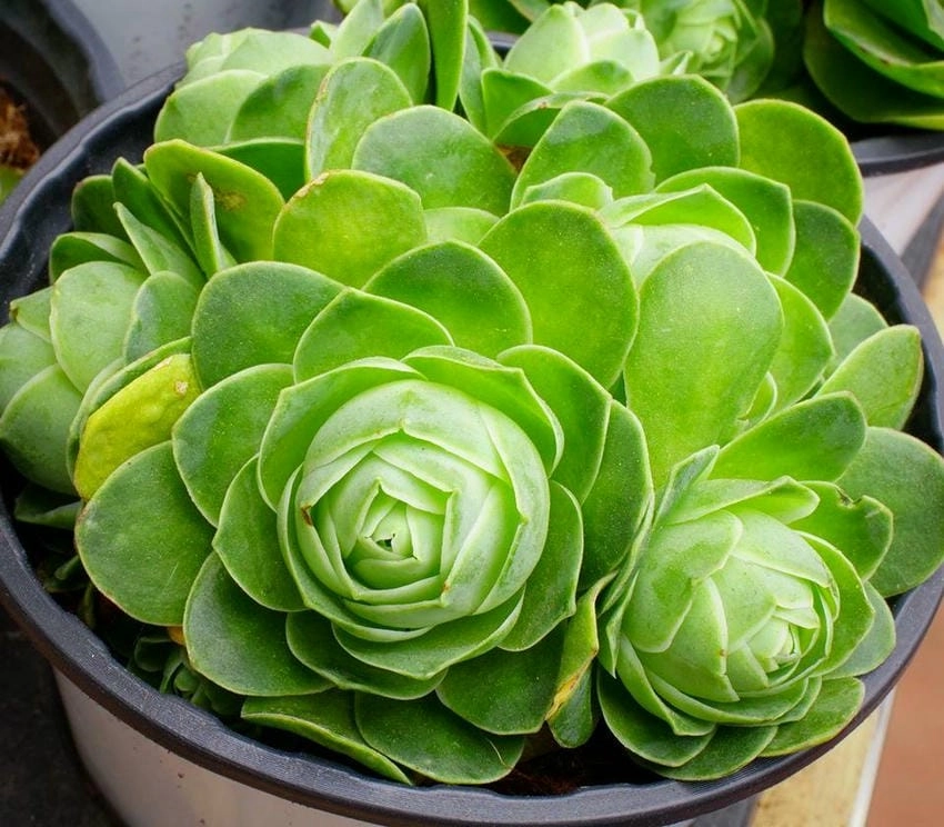 Các loại sen đá ra hoa khi đủ nắng sáng