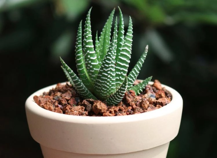 Hoa sen đá đẹp bởi hình dáng lạ và bền
