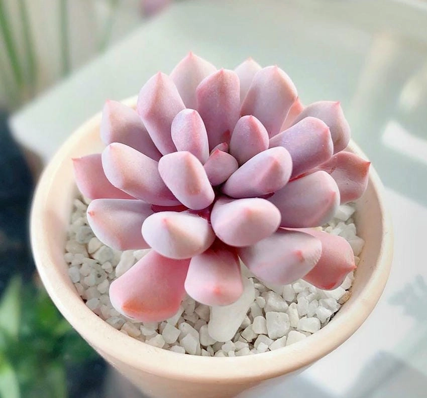 Cách cắm hoa sen đá nên chọn dáng thấp