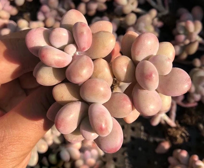 Hình ảnh hoa sen đá đẹp hút mắt người xem