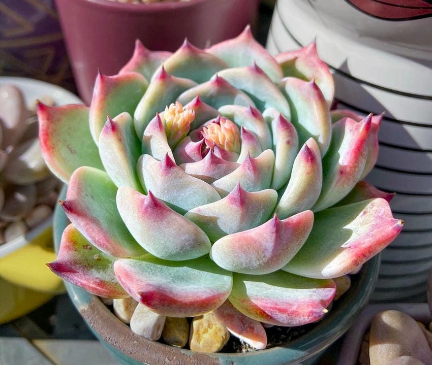 Bình hoa sen đá phù hợp mọi không gian sống