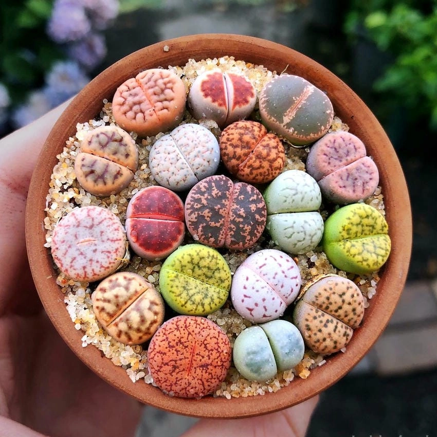 Các loại hoa sen đá có từ đơn đến kép