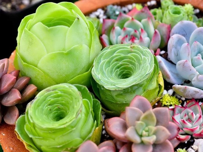 Trồng hoa sen đá cần ánh sáng nhưng tránh nóng