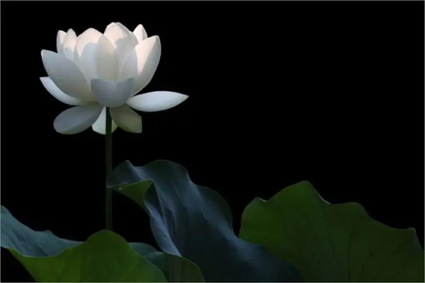 Hình hoa sen đen gợi nét trang nghiêm tĩnh tại