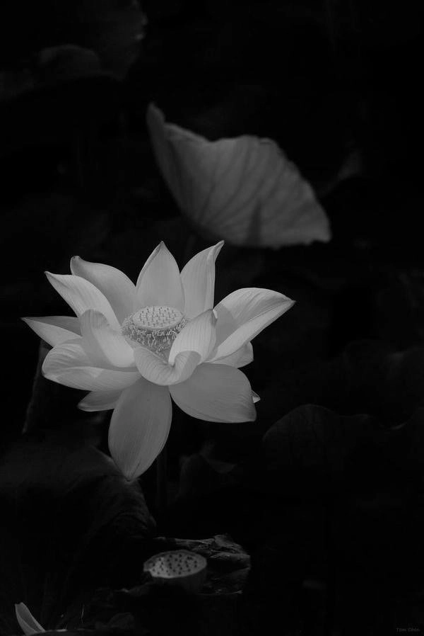 Ảnh hoa sen đen hd rõ nét từng đường nét