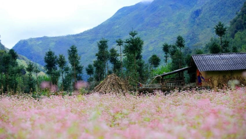 Vườn hoa tam giác mạch trải dài như thảm lụa