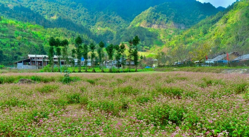Hoa tam giác mạch là hoa gì, là hoa dại núi