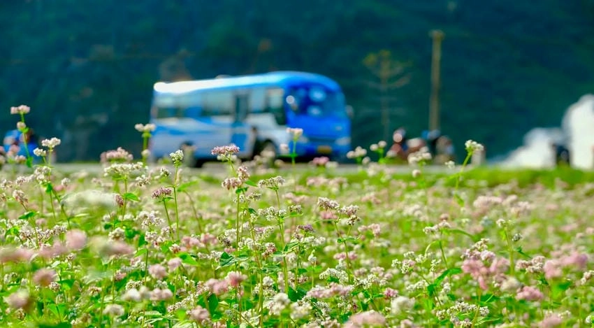 Hoa tam giác mạch nở tháng mấy, từ tháng mười