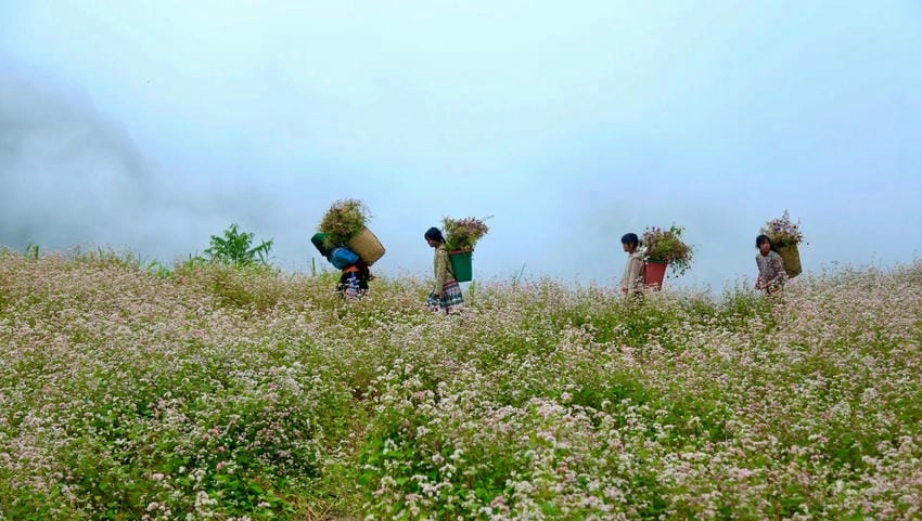 Mùa hoa tam giác mạch ở Hà Giang vào tháng 10