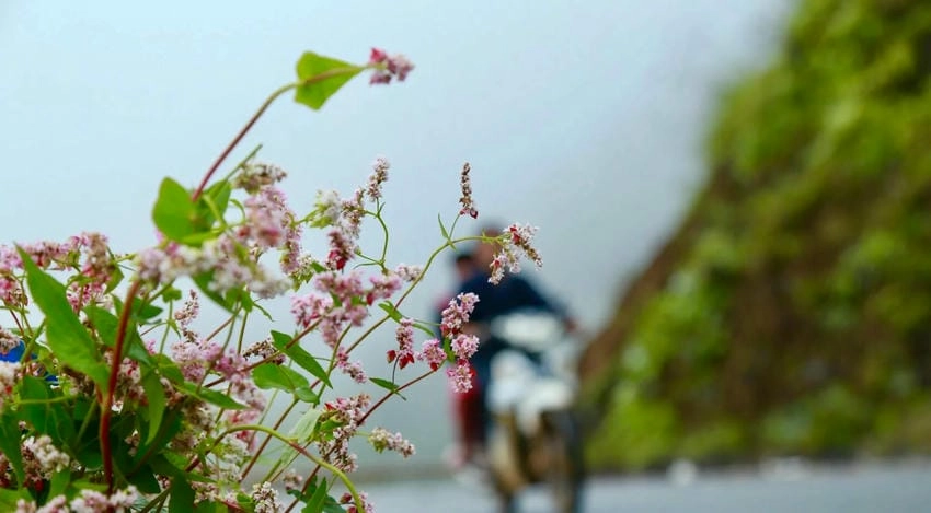 Hà Giang hoa tam giác mạch mùa thu nên thơ