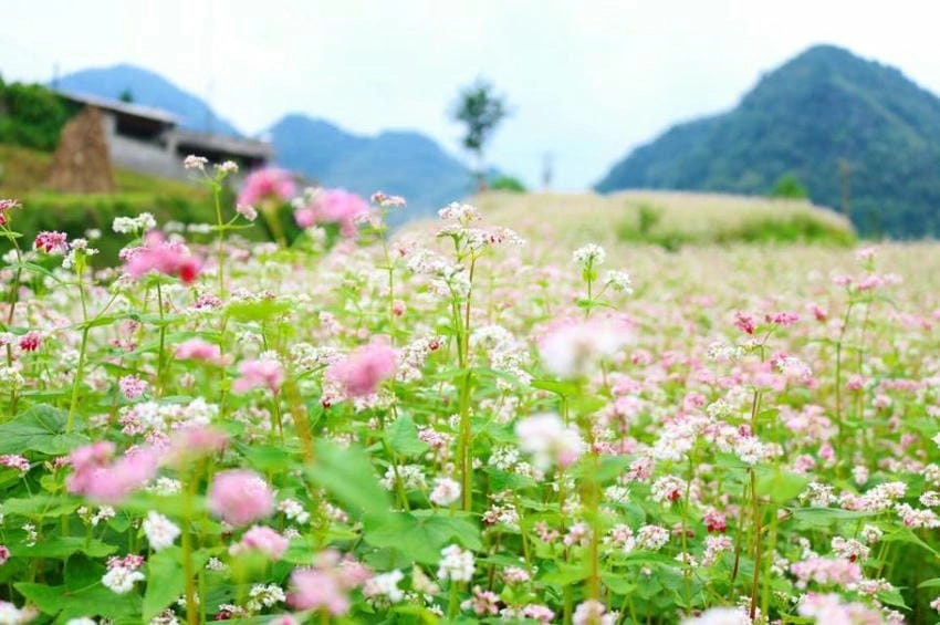 Đồi hoa tam giác mạch thoai thoải tím biếc