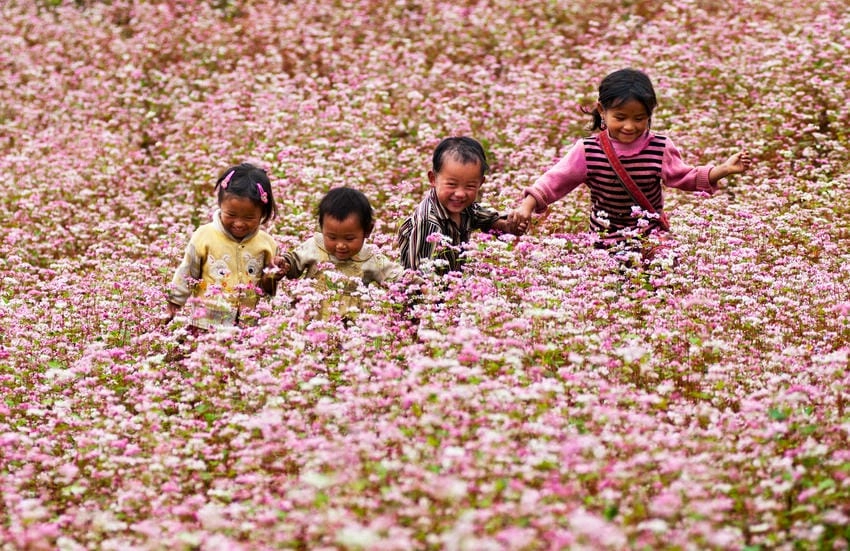 Cây hoa tam giác mạch nhỏ nhắn mà quyến rũ