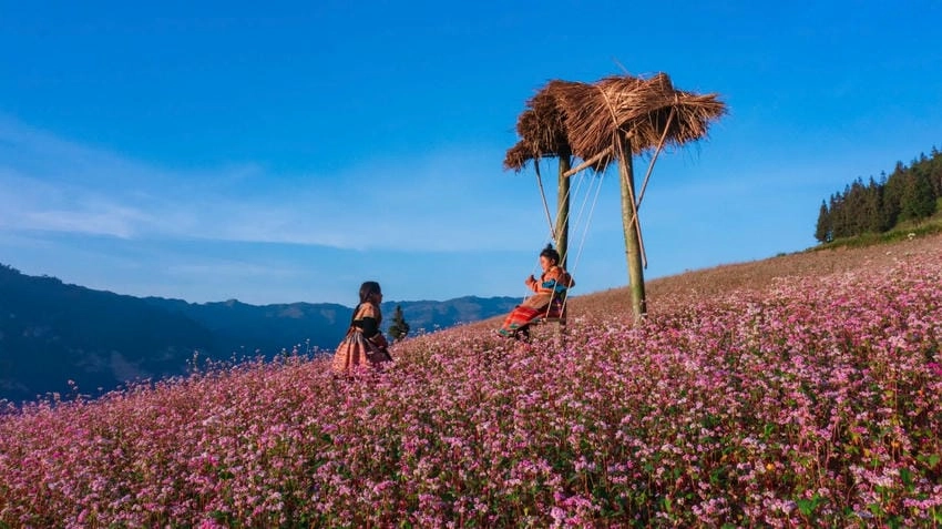 Hoa tam giác mạch màu gì, có trắng hồng tím