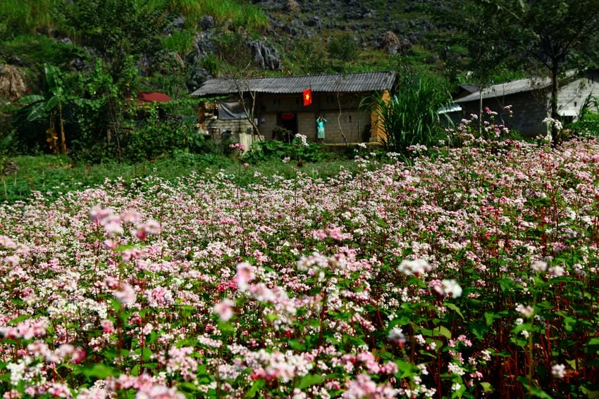 Đồng hoa tam giác mạch rực rỡ vào cuối thu