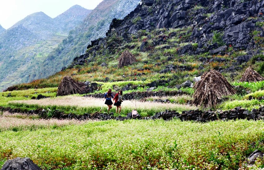 Chụp ảnh hoa tam giác mạch Hà Giang nên đi sớm