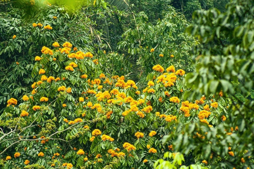 Giống hoa vàng anh phát triển tốt ở miền nhiệt
