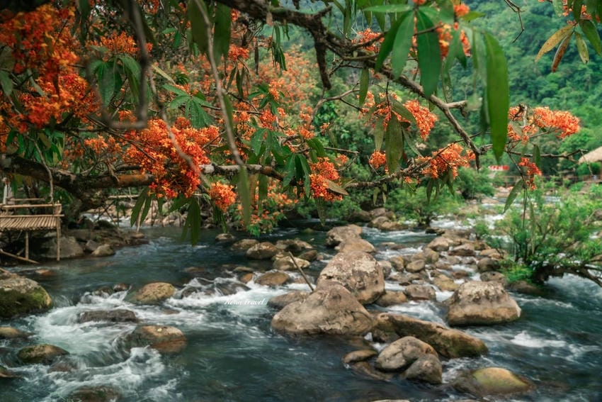 Hoa vàng anh tô điểm lối vào thêm cuốn hút