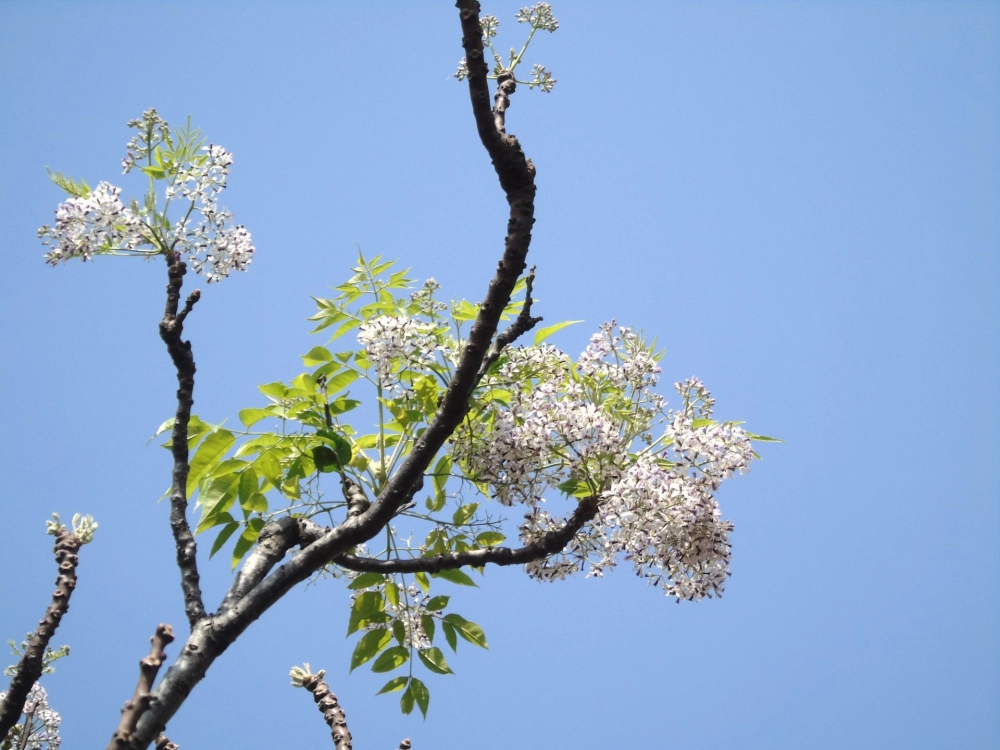 Mùa hoa xoan tháng mấy, vào tháng ba tháng tư