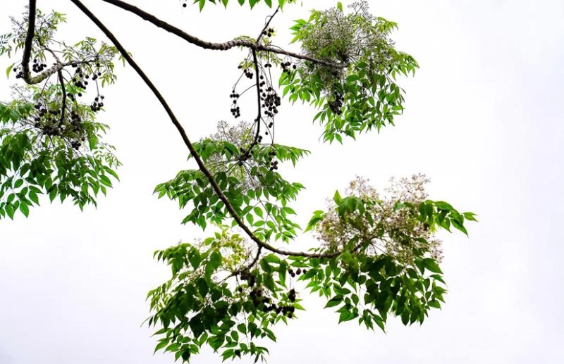 Hình ảnh hoa xoan gợi ký ức tuổi thơ