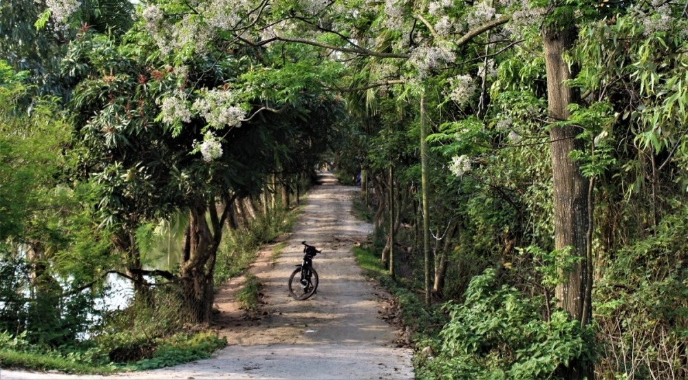 Hoa xoan là gì, là loài hoa tím dân dã