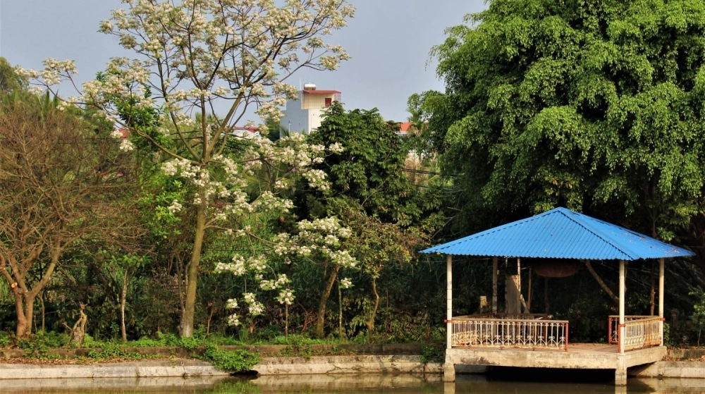 Hoa xoan tím thắm giữa trời xanh tháng ba