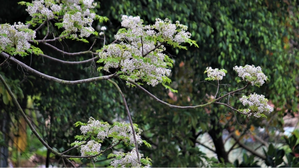 Hoa xoan tháng 3 về làng trong làn sương