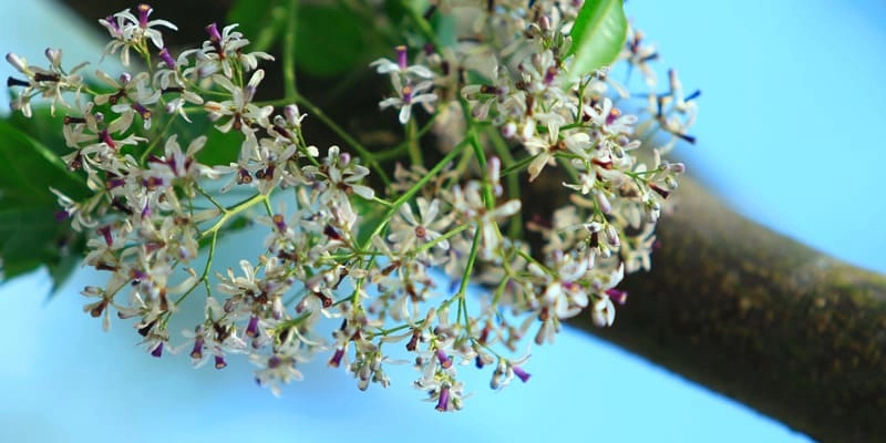 Hoa xoan nở tháng 8 hiếm và ít gặp