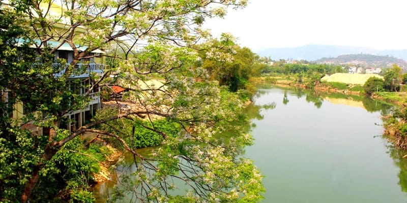 Hoa xoan rụng phủ đầy mái ngói sân gạch