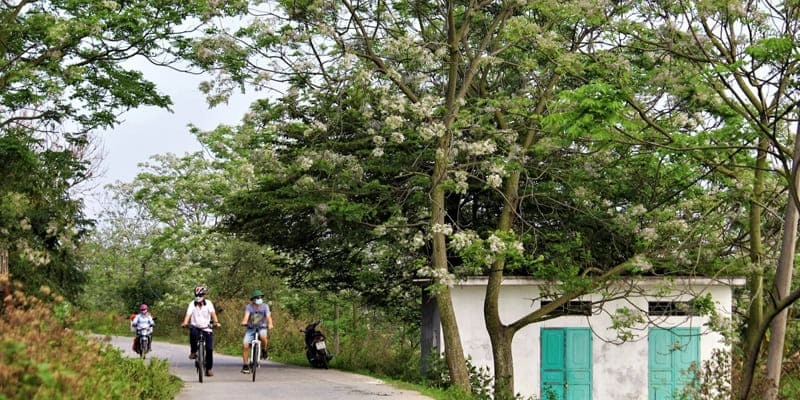 Hoa xoan tây thường mọc nơi rừng hoang dã