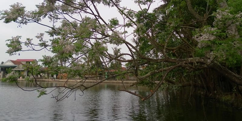 Chùm hoa xoan rung rinh dưới nắng ban mai