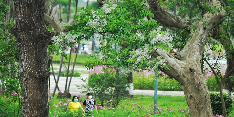 Hoa xoan tím rụng trải lối xưa ngập ngừng