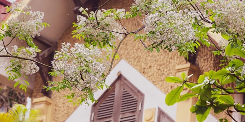 Mùa hoa xoan rụng buồn như câu vọng cổ