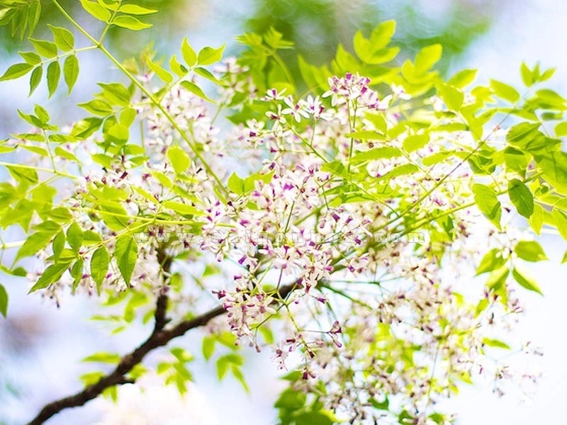 Hoa xoan tím chớm sáng đầu ngày xuân