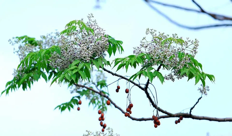 Hoa xoan đêm hội lung linh giữa ánh trăng