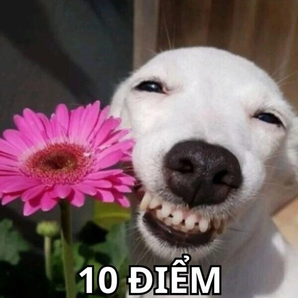 Ảnh meme 10 điểm hài không đỡ nổi