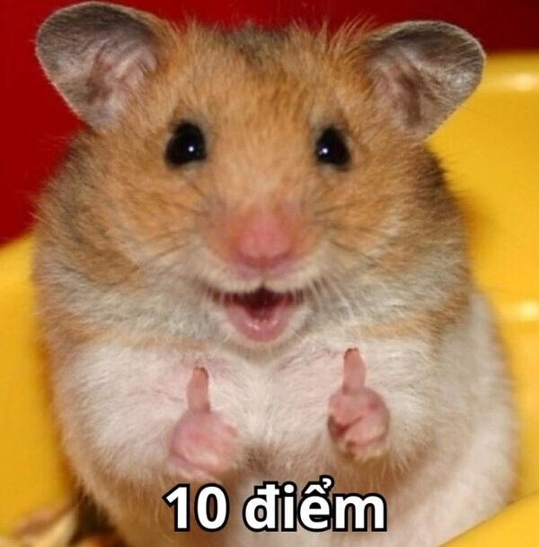 Meme 10 khiến người xem bật cười tại chỗ