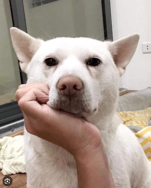 Gấu trúc chống nạnh meme đáng yêu mà vẫn đầy thuyết phục