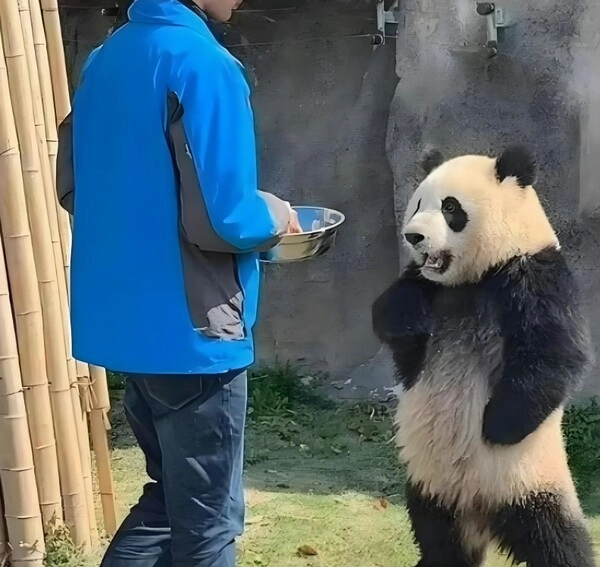 Meme tức chống nạnh khi mọi thứ vượt quá sức chịu đựng