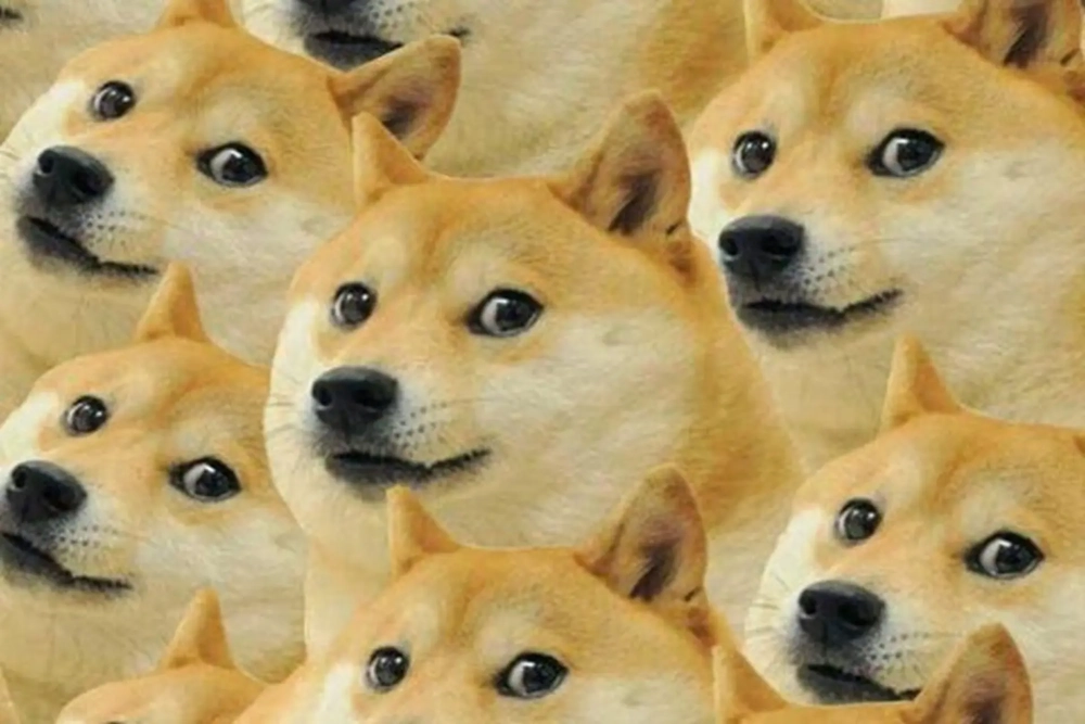 Meme con chó cười khiến ai cũng cười theo vì quá mặn