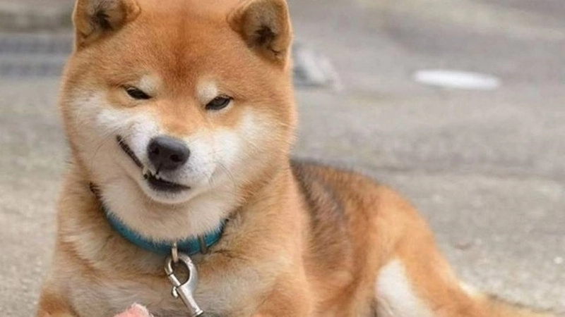 Meme chó bựa chính là định nghĩa của hài hước vô biên